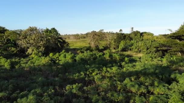 惊人的森林景观镜头在菲律宾 — 图库视频影像