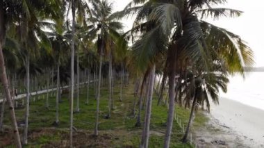 El Nido adalarının kumlu tropik plajı  