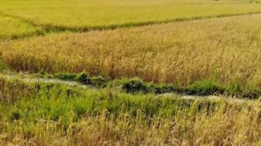 Kırsal peyzaj alanı ve arka plan üzerinde dağ