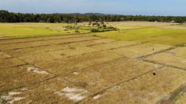 Tarla ve işçiler ile kırsal peyzaj