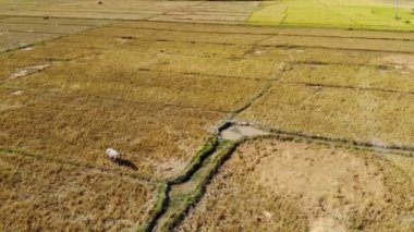 Tarla ve işçiler ile kırsal peyzaj