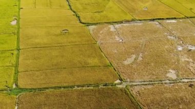 Filipinler Çayır manzara görüntüleri 