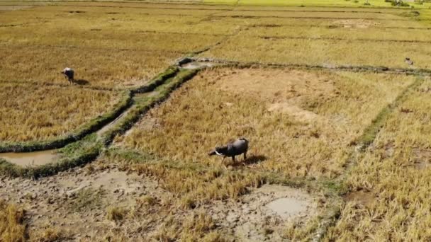 Bentang Alam Dengan Lapangan Dan Sapi — Stok Video