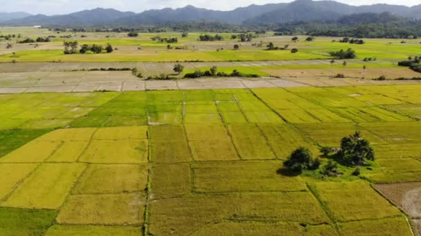 Images Paysage Prairie Aux Philippines — Video