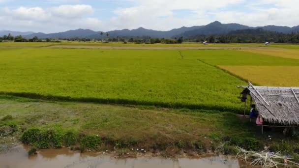 Weidelandschaften Auf Den Philippinen — Stockvideo