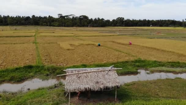 Landelijk Landschap Met Veld Werknemers — Stockvideo