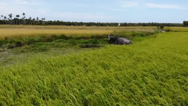 Images Paysage Prairie Aux Philippines — Video