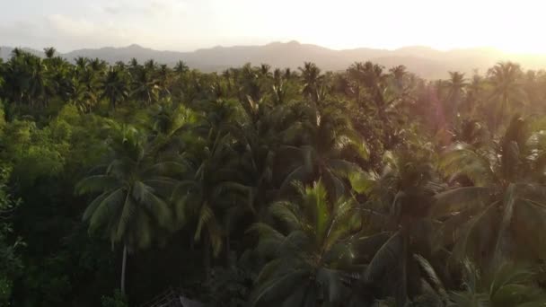 Tropical Forest Landscape Footage Philippines — Stock Video