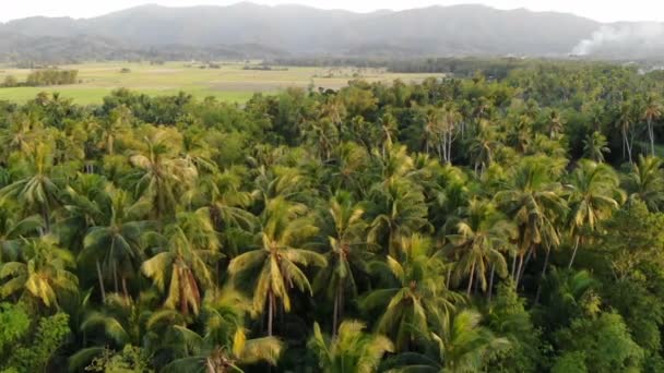 Tropický Záběr Lesní Krajinu Filipínách — Stock video