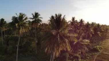 Filipinler'de inanılmaz orman manzara görüntüleri 