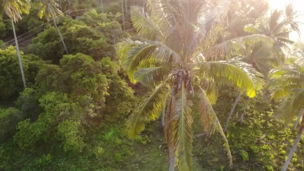惊人的森林景观镜头在菲律宾 — 图库视频影像