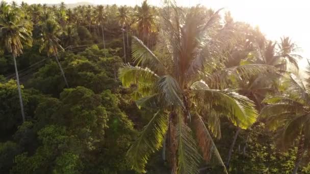 Images de paysages forestiers incroyables aux Philippines  