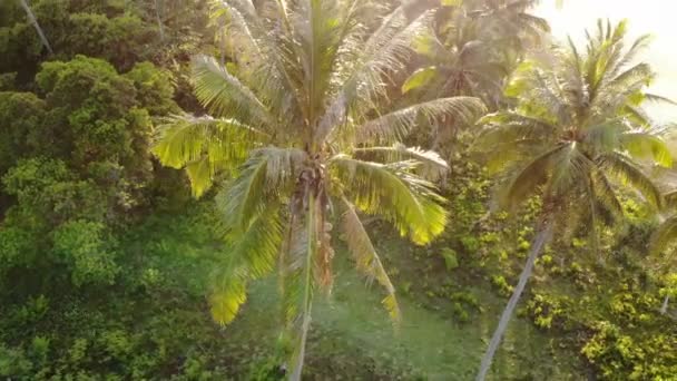 Дивовижні Кадри Лісу Краєвид Філіппінах — стокове відео