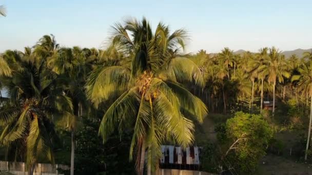 Amazing Forest Landscape Footage Philippines — Stock Video