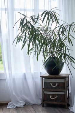 Plant by the window./