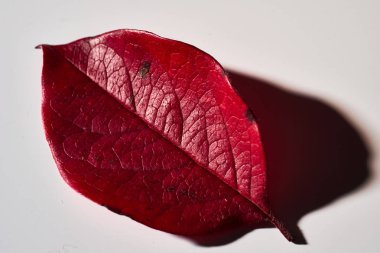 Beyaz arka planda bir ağacın kırmızı sonbahar yaprağı. Sonbahar.