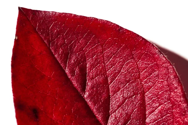 Červený Podzimní List Stromu Bílém Pozadí Podzim — Stock fotografie