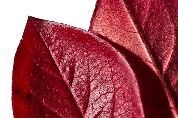 Hoja Roja Otoño Árbol Sobre Fondo Blanco Otoño — Foto de Stock