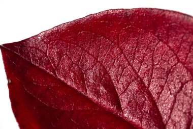 Beyaz arka planda bir ağacın kırmızı sonbahar yaprağı. Sonbahar.