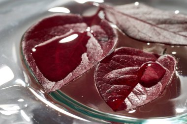 Sonbahar yaprağında bir damla su. Sonbahar.