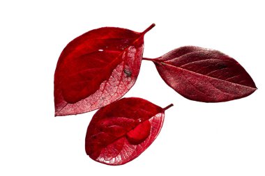 Sonbahar yaprağında bir damla su. Sonbahar.