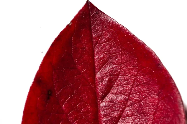 Rotes Herbstblatt Eines Baumes Auf Weißem Hintergrund Herbst — Stockfoto