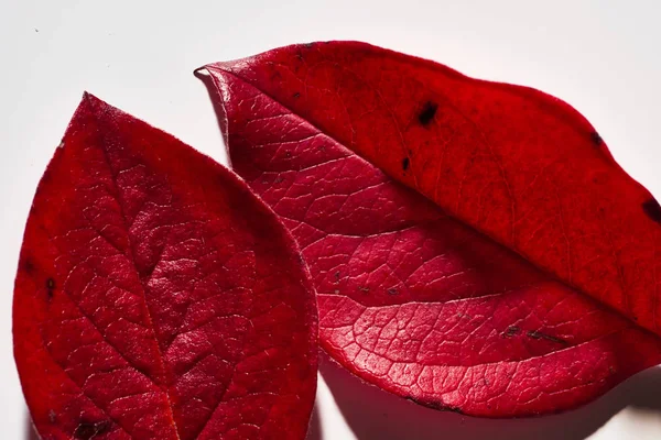 Hoja Roja Otoño Árbol Sobre Fondo Blanco Otoño — Foto de Stock