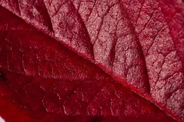 Hoja Roja Otoño Árbol Sobre Fondo Blanco Otoño — Foto de Stock