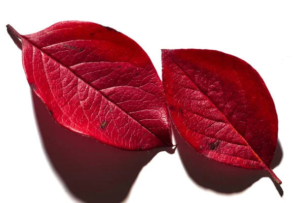 Hoja Roja Otoño Árbol Sobre Fondo Blanco Otoño — Foto de Stock