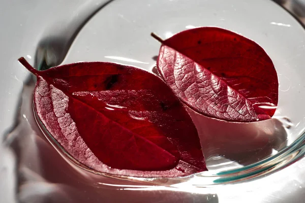 Sonbahar yaprağında bir damla su. Sonbahar.