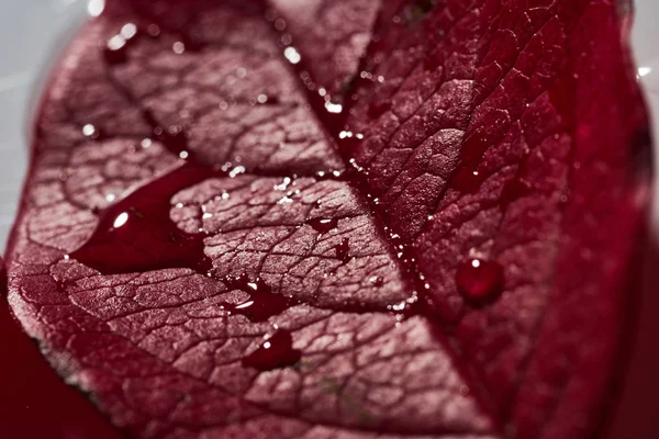 Sonbahar yaprağında bir damla su. Sonbahar.