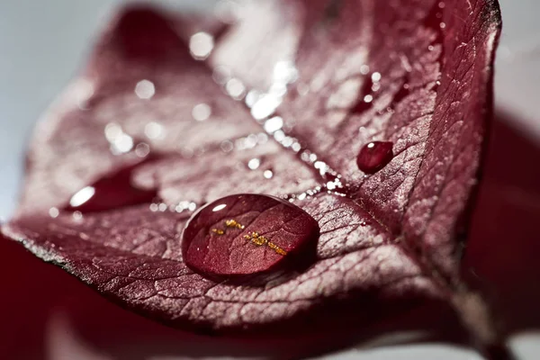 Drop Water Autumn Leaf Autumn — Stock Photo, Image