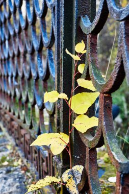 Metal çitin üzerinde sarı yapraklar olan kavak ağacı..