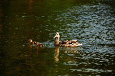 Yaban ördeği ve ördek yavrusu gölette yüzüyor..