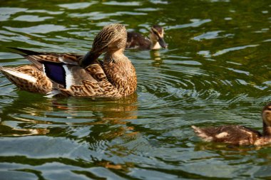 Yaban ördeği ve ördek yavrusu gölette yüzüyor..