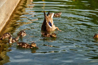 Yaban ördeği ve ördek yavrusu gölette yüzüyor..