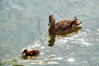 Yaban ördeği ve ördek yavrusu gölette yüzüyor..
