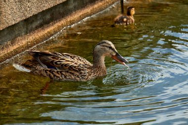 Yaban ördeği ve ördek yavrusu gölette yüzüyor..