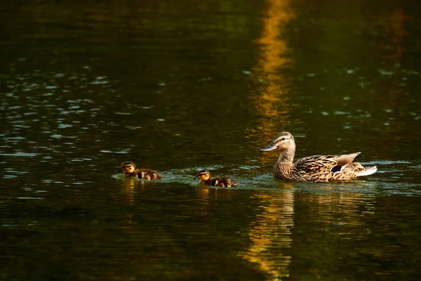 Canard sauvage avec des canetons nageant dans un étang . — Photo