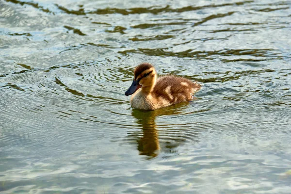 Pato flotando en el agua del estanque . — Foto de Stock