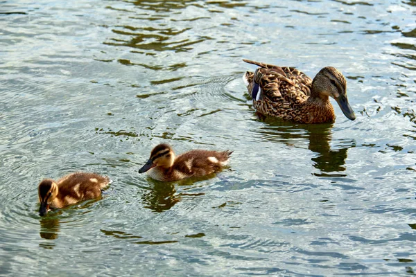 Pato selvagem com patinhos nadando em uma lagoa . — Fotografia de Stock