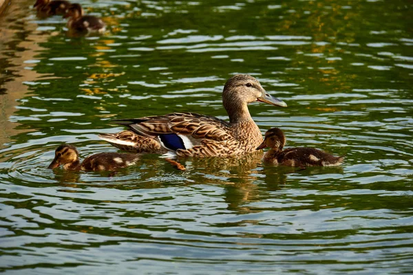 Wildenten mit Entchen schwimmen in einem Teich. — Stockfoto