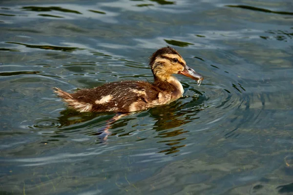 Pato flotando en el agua del estanque . — Foto de Stock