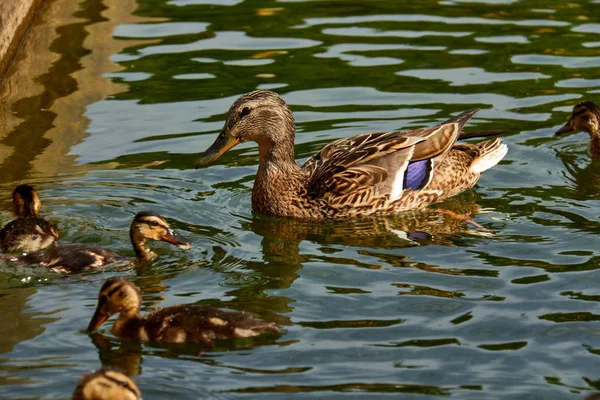 Pato salvaje con patitos nadando en un estanque . — Foto de Stock