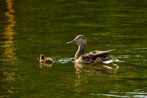 Wildenten mit Entchen schwimmen in einem Teich. — Stockfoto