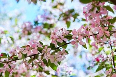 Pembe ve beyaz çiçekler elma.
