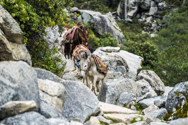 Huaraz Santa Cruz Treking — 스톡 사진