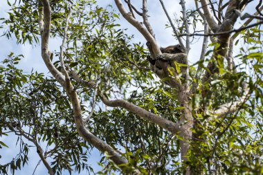 Koala rahatlatıcı ve uyku ağacında