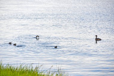 Ördek yüzme su ve doğa