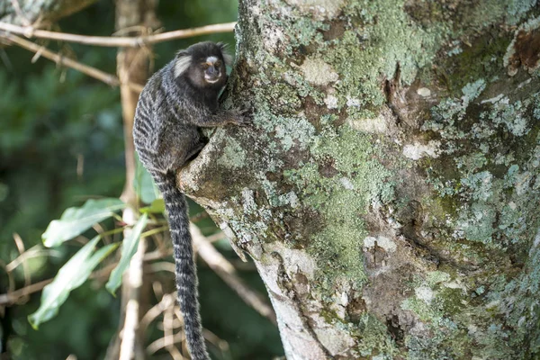 Mono en el árbol de Río de Janeiro Brasil — Foto de Stock